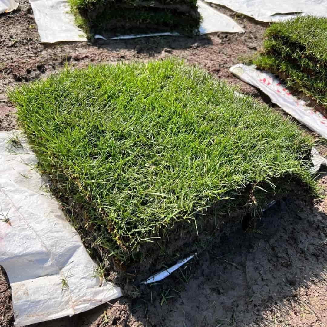 Imagen de Grass Bermuda