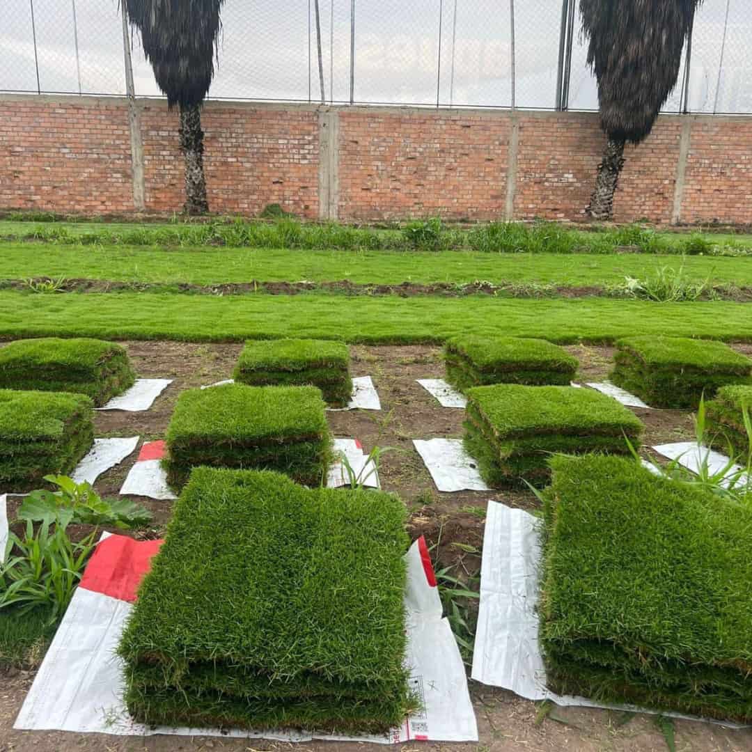 Imagen de Grass Chino Japonés