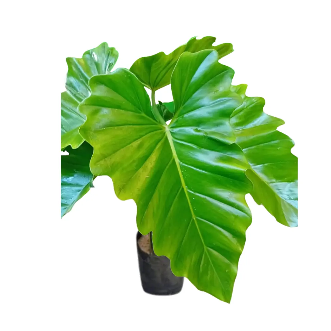 Imagen de Filodendro